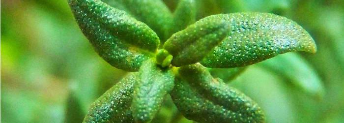 rimedi naturali cancro seno timo simona vignali naturopata