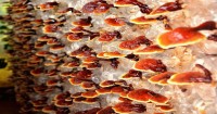 6 benefici del fungo Reishi