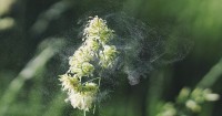 Come combattere le allergie con i migliori rimedi naturali