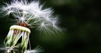 Il 5 maggio è l'Allergy Day, Serie A in campo
