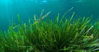 La spirulina è il miglior segreto detox per dimagrire e stare in forma