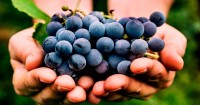 Mangia uva ogni giorno, e dimagrisci!