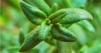 Rimedi naturali cancro al seno: ricerca su oli essenziali di timo