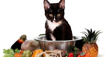 Crudismo: benefici della dieta crudista e raw food provati da uno studio sui gatti