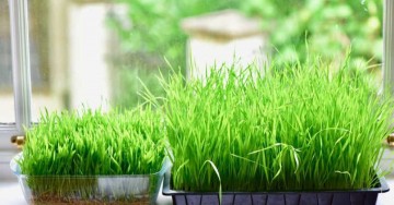 Questi sono gli straordinari benefici dell'erba di grano